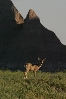 Badlands Deer.jpg